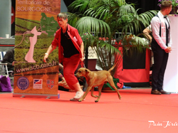 CACIB MÂCON 2018 - SAMEDI