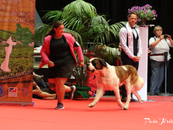 CACIB MÂCON 2018 - SAMEDI