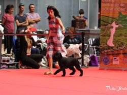 CACIB MÂCON 2018 - SAMEDI