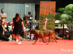 CACIB MÂCON 2018 - SAMEDI