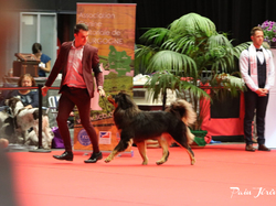 CACIB MÂCON 2018 - SAMEDI