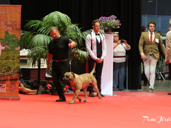 CACIB MÂCON 2018 - SAMEDI