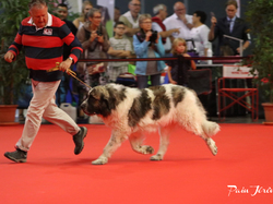 CACIB MÂCON 2018 - SAMEDI