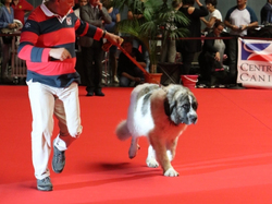 CACIB MÂCON 2018 - SAMEDI