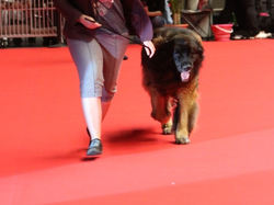 CACIB MÂCON 2018 - SAMEDI