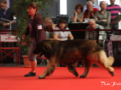 CACIB MÂCON 2018 - SAMEDI