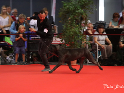 CACIB MÂCON 2018 - SAMEDI