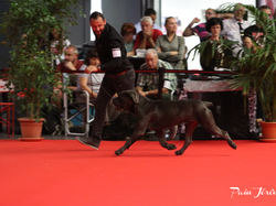 CACIB MÂCON 2018 - SAMEDI