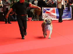 CACIB MÂCON 2018 - SAMEDI