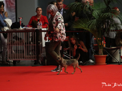 CACIB MÂCON 2018 - SAMEDI