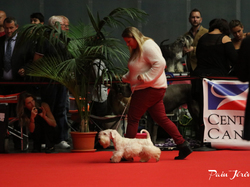 CACIB MÂCON 2018 - SAMEDI