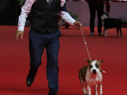 CACIB MÂCON 2018 - SAMEDI