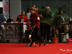 CACIB MÂCON 2018 - SAMEDI