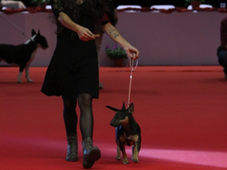 CACIB MÂCON 2018 - SAMEDI