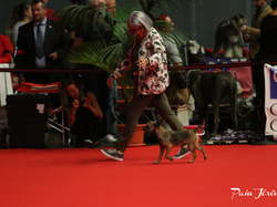 CACIB MÂCON 2018 - SAMEDI