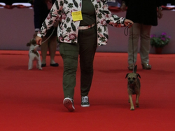 CACIB MÂCON 2018 - SAMEDI