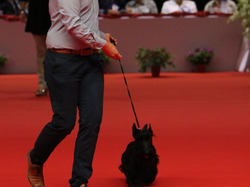 CACIB MÂCON 2018 - SAMEDI