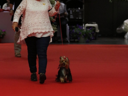 CACIB MÂCON 2018 - SAMEDI