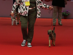 CACIB MÂCON 2018 - SAMEDI