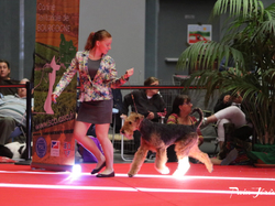 CACIB MÂCON 2018 - SAMEDI