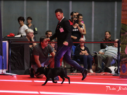 CACIB MÂCON 2018 - SAMEDI