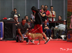 CACIB MÂCON 2018 - SAMEDI