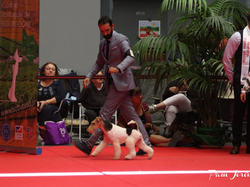 CACIB MÂCON 2018 - SAMEDI