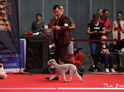 CACIB MÂCON 2018 - SAMEDI