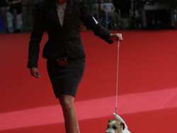 CACIB MÂCON 2018 - SAMEDI