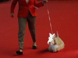 CACIB MÂCON 2018 - SAMEDI