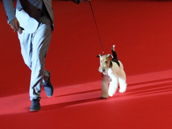 CACIB MÂCON 2018 - SAMEDI