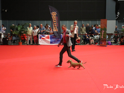 CACIB MÂCON 2018 - SAMEDI