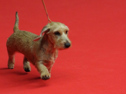 CACIB MÂCON 2018 - SAMEDI