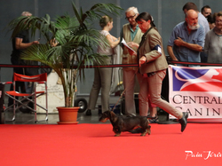 CACIB MÂCON 2018 - SAMEDI