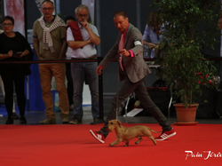 CACIB MÂCON 2018 - SAMEDI