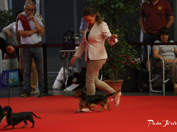 CACIB MÂCON 2018 - SAMEDI