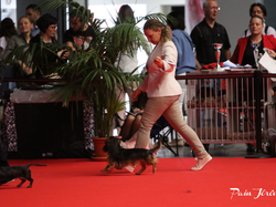 CACIB MÂCON 2018 - SAMEDI