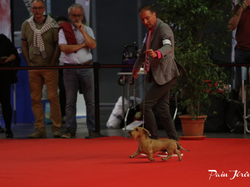 CACIB MÂCON 2018 - SAMEDI