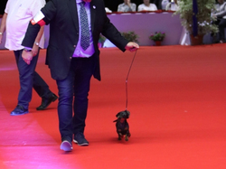 CACIB MÂCON 2018 - SAMEDI