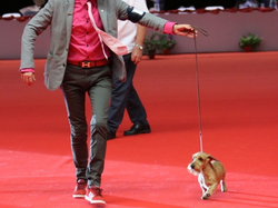 CACIB MÂCON 2018 - SAMEDI