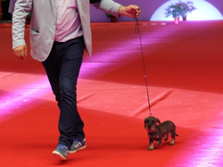 CACIB MÂCON 2018 - SAMEDI