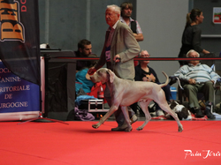 CACIB MÂCON 2018 - SAMEDI