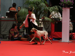 CACIB MÂCON 2018 - SAMEDI