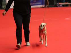 CACIB MÂCON 2018 - SAMEDI