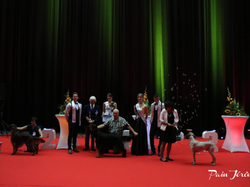 CACIB MÂCON 2018 - SAMEDI