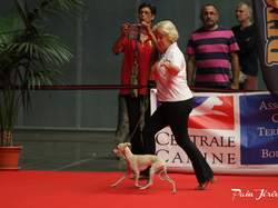 CACIB MÂCON 2018 - SAMEDI