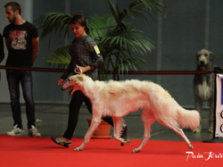 CACIB MÂCON 2018 - SAMEDI