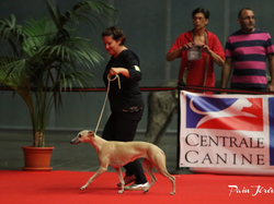 CACIB MÂCON 2018 - SAMEDI
