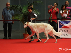 CACIB MÂCON 2018 - SAMEDI