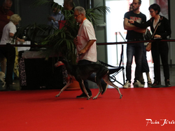 CACIB MÂCON 2018 - SAMEDI